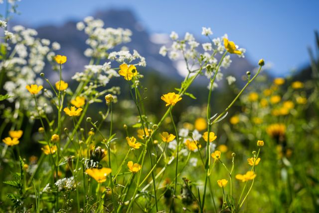 Image: Apartments in Alta Badia