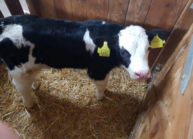 Image: Farm Chalet Jusciara