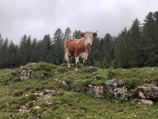 Image: Farm Chalet Jusciara