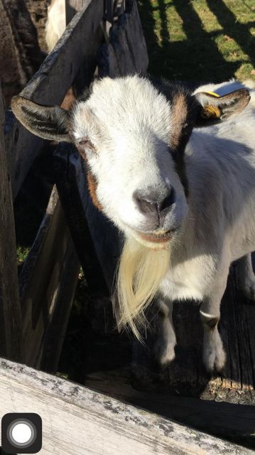 Image: Farm Chalet Jusciara